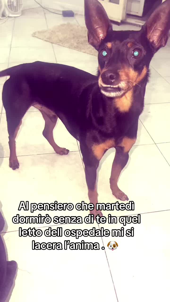 @deborah indelicato