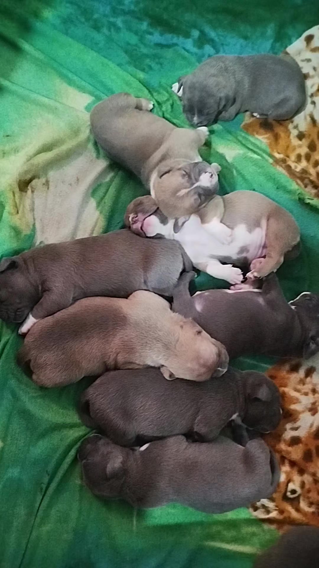 @mia_bulls❤️