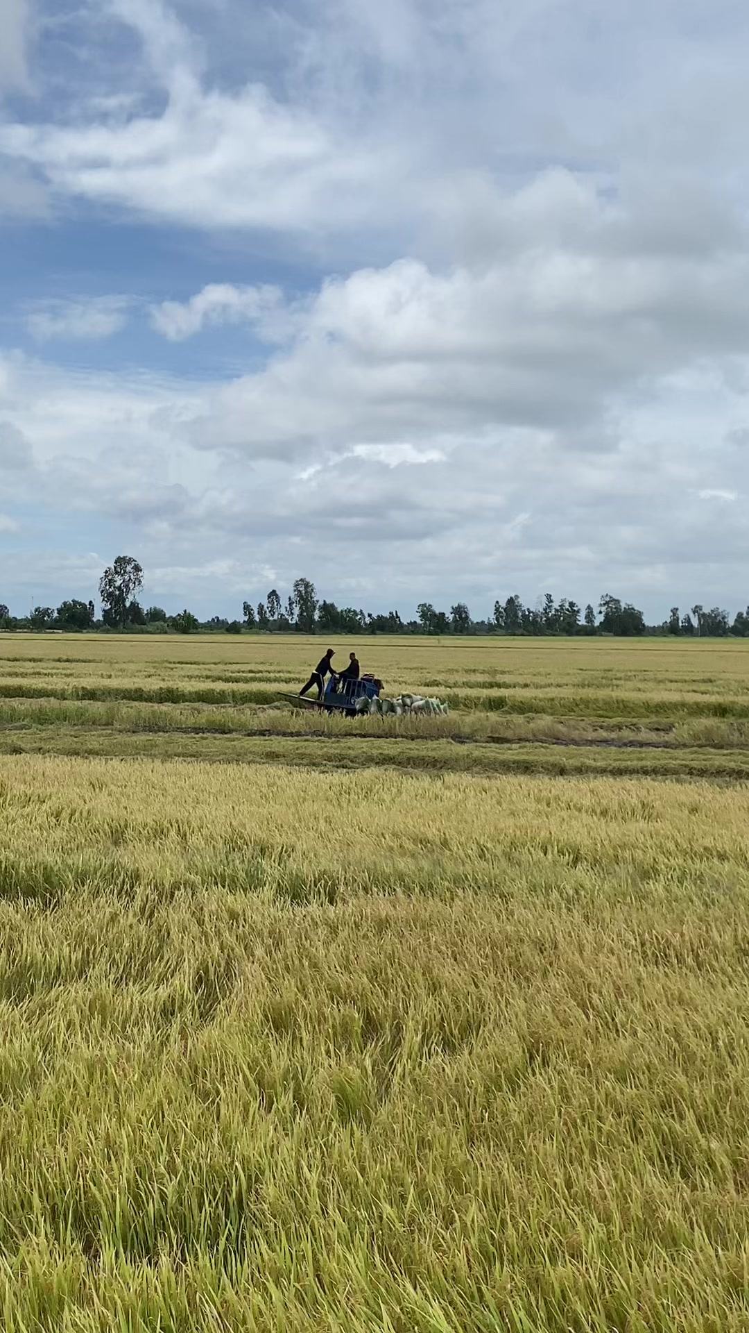 @αղɦ bυ🌾