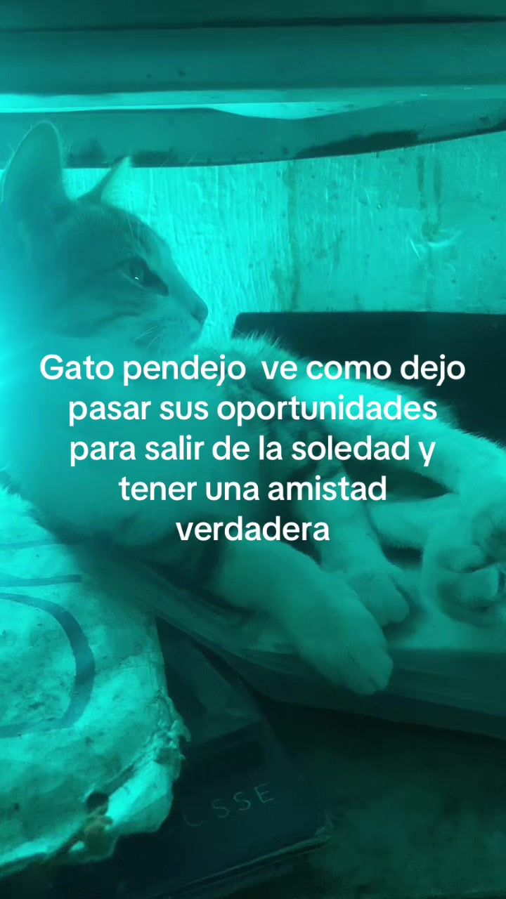 @Proyectadas_Lispk