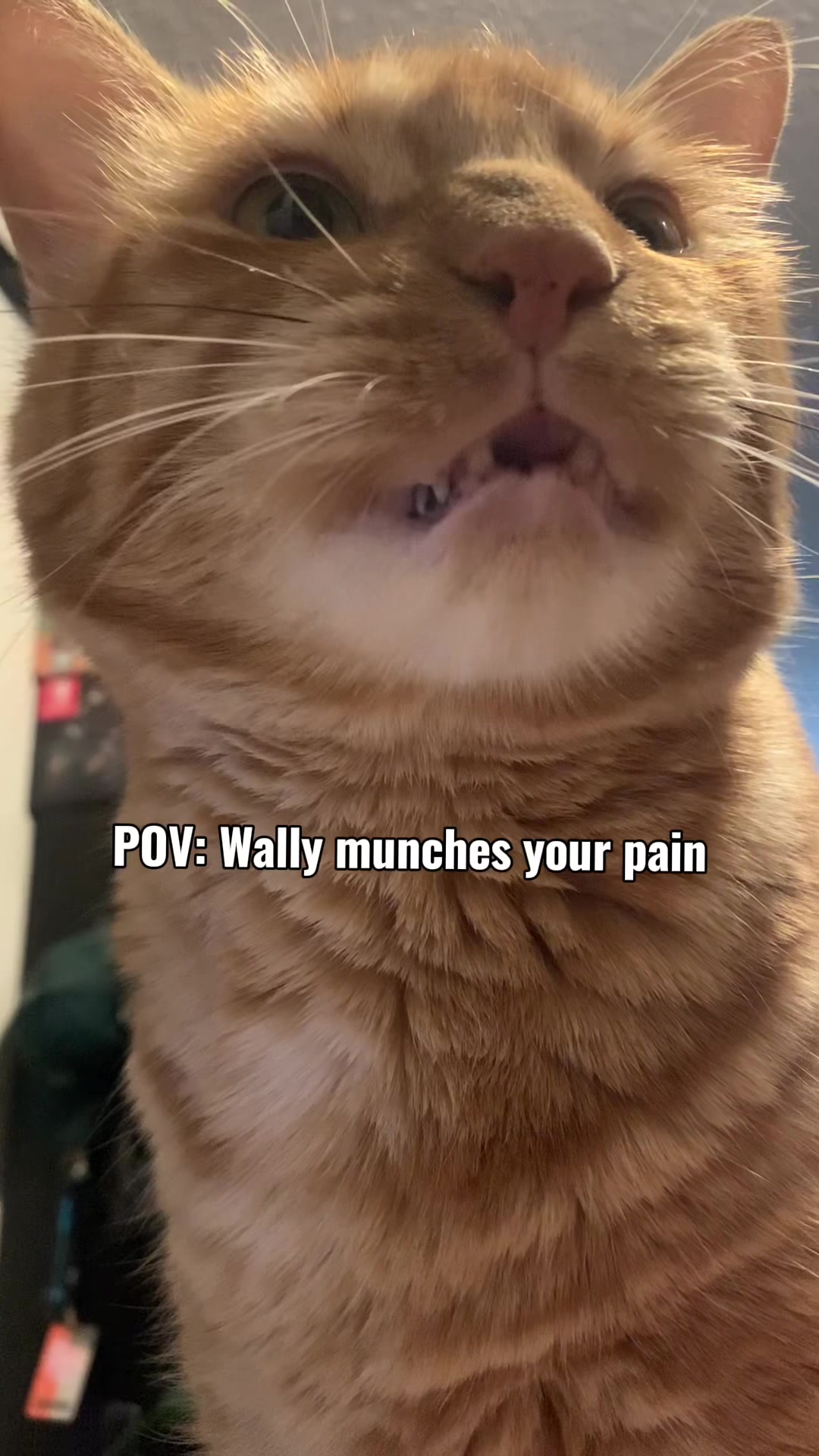 @diycatgeek (Wally & Howl)
