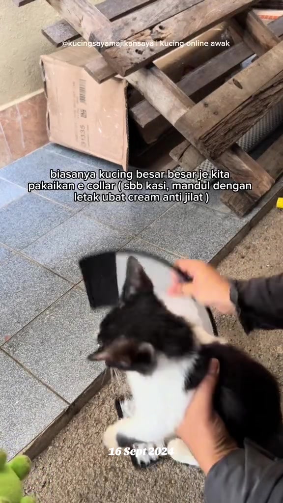 @KUCING SAYA MAJIKAN SAYA|BIHA