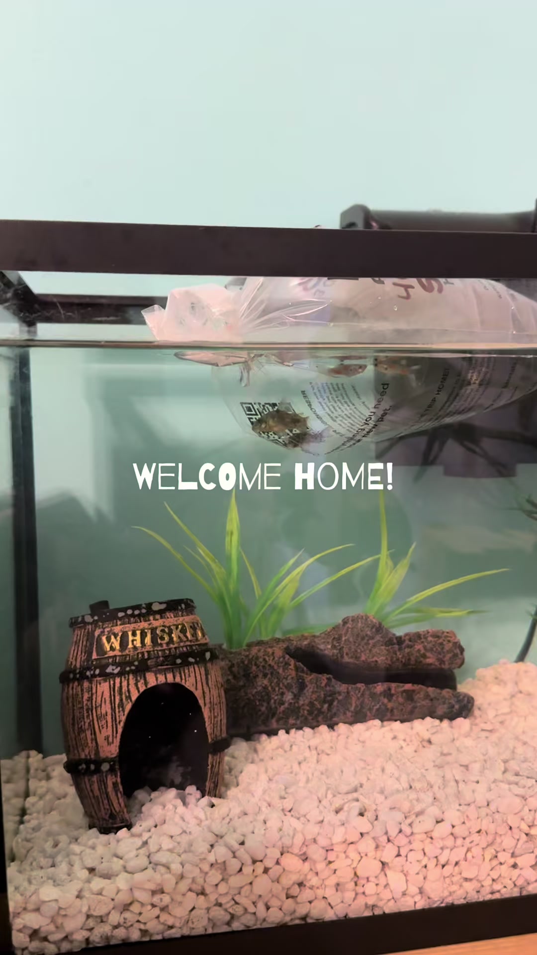 @Cate