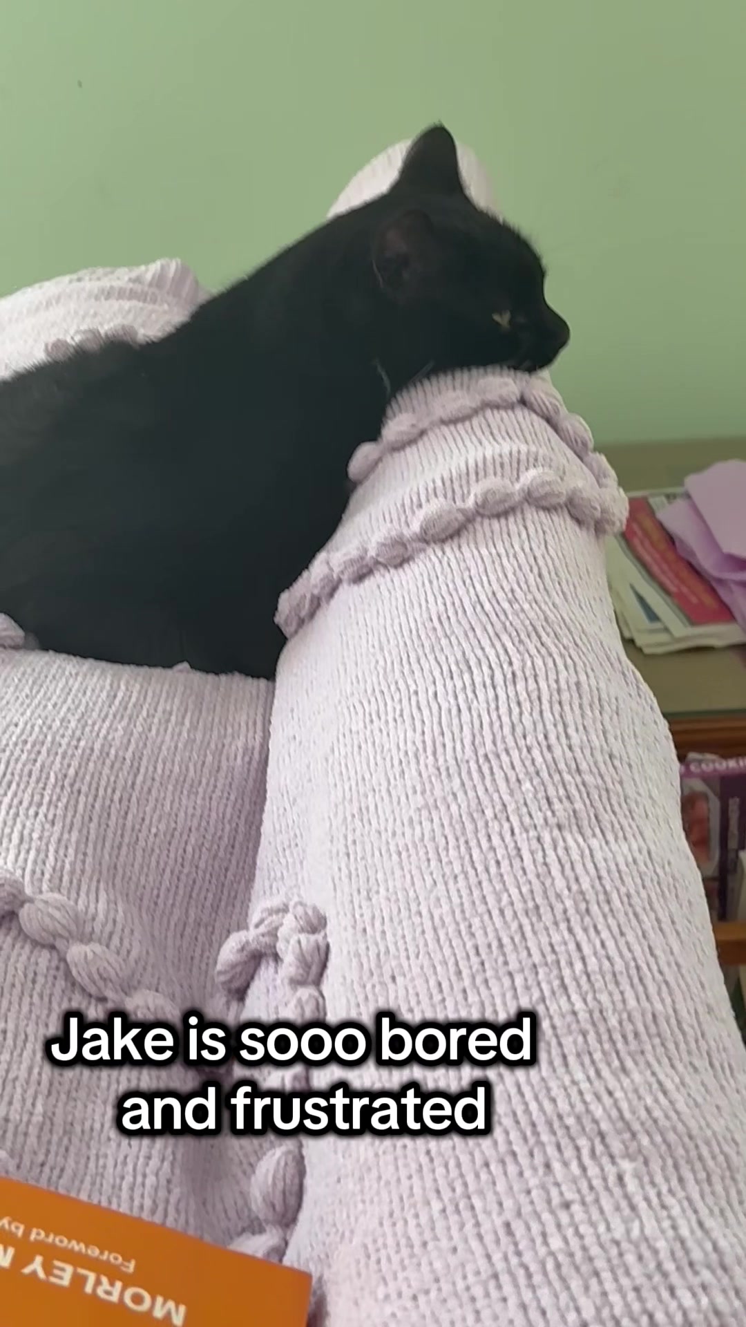 @The Appalachian kitties