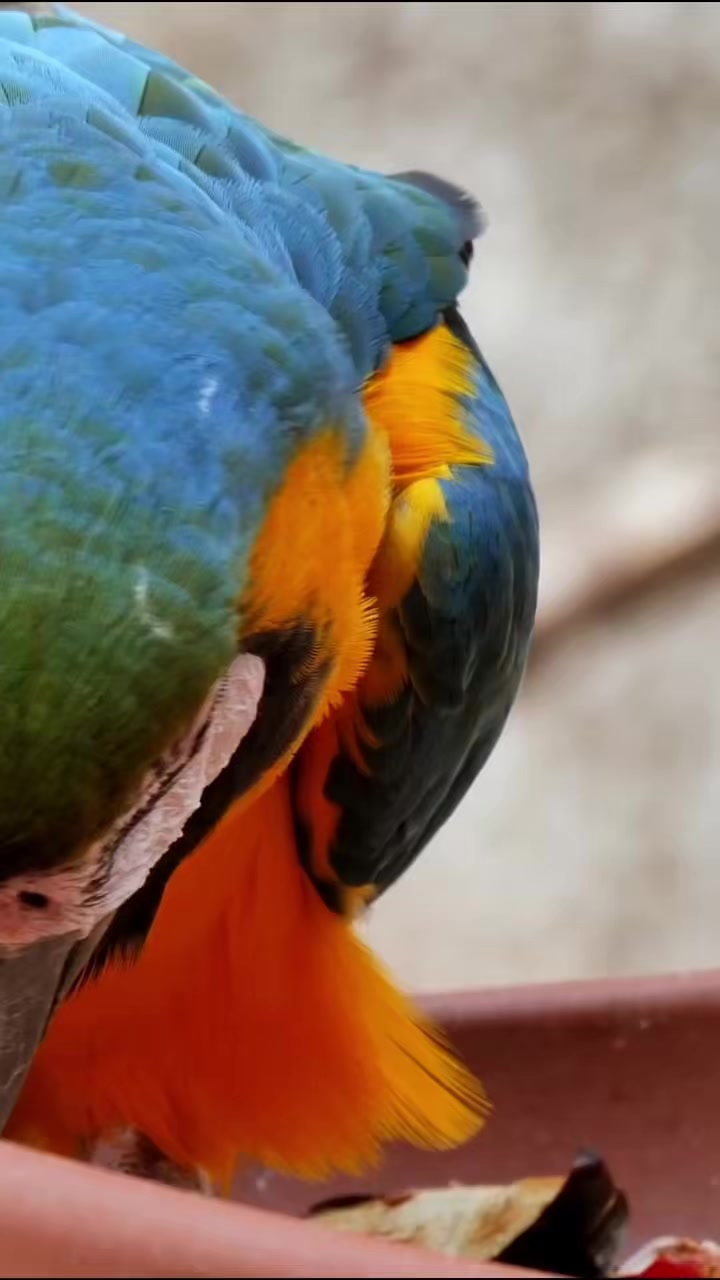 @WelovepetsbyPamornchaiSupply