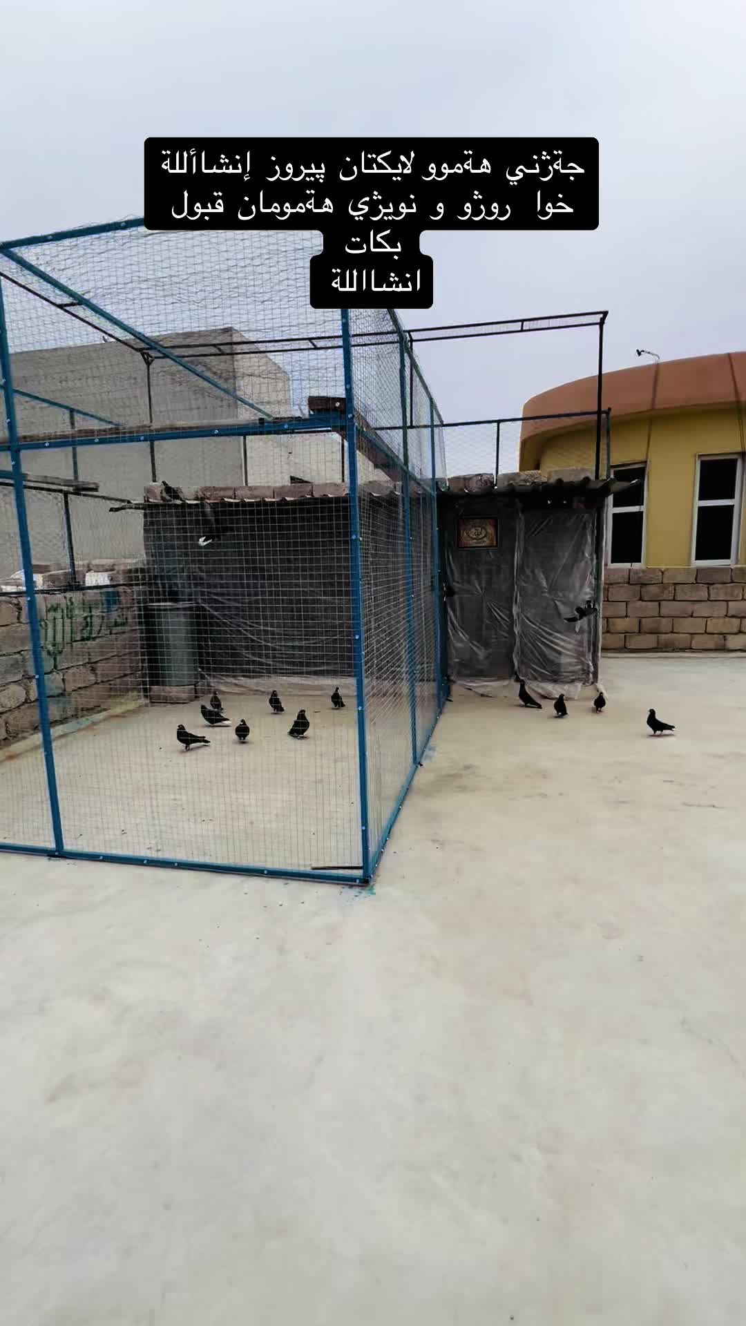 @بادينان فاو