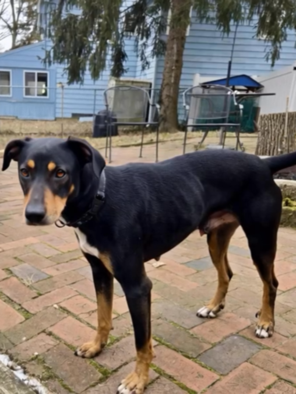 @One Love Animal Rescue Group