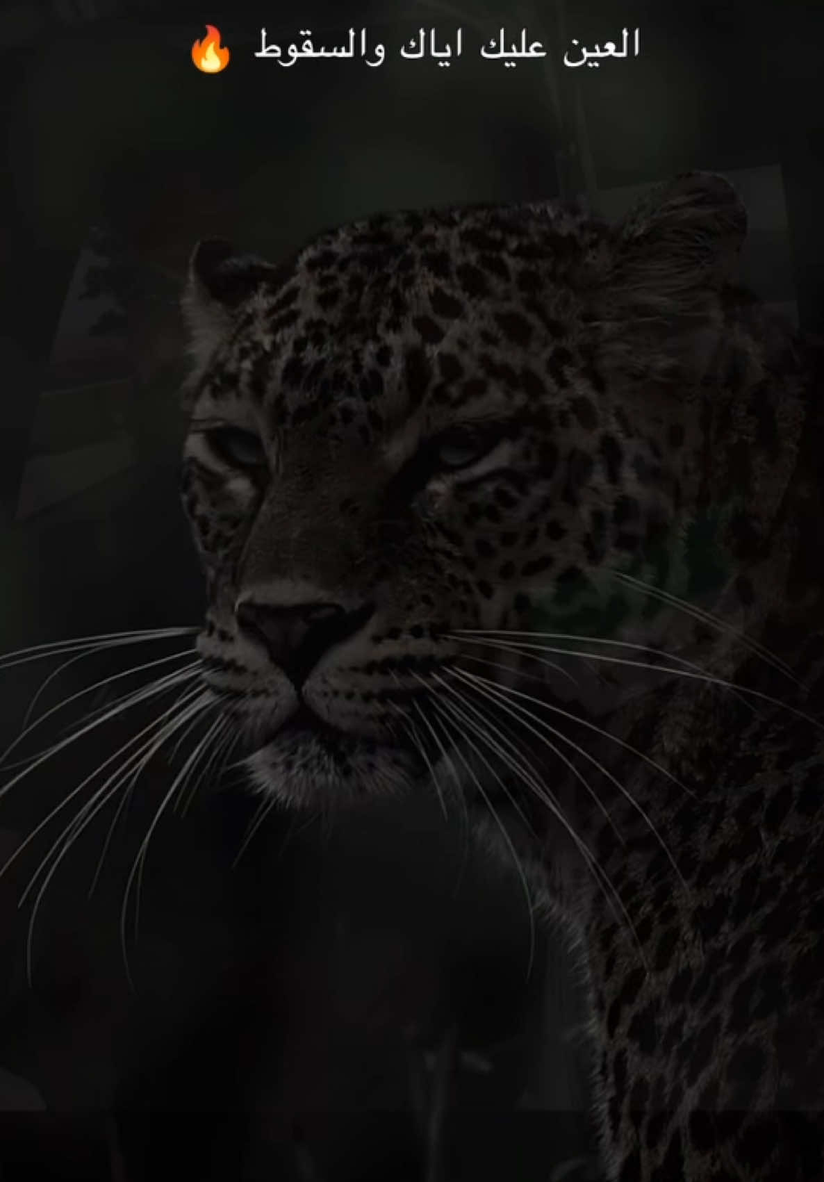 @يوميات حمادة