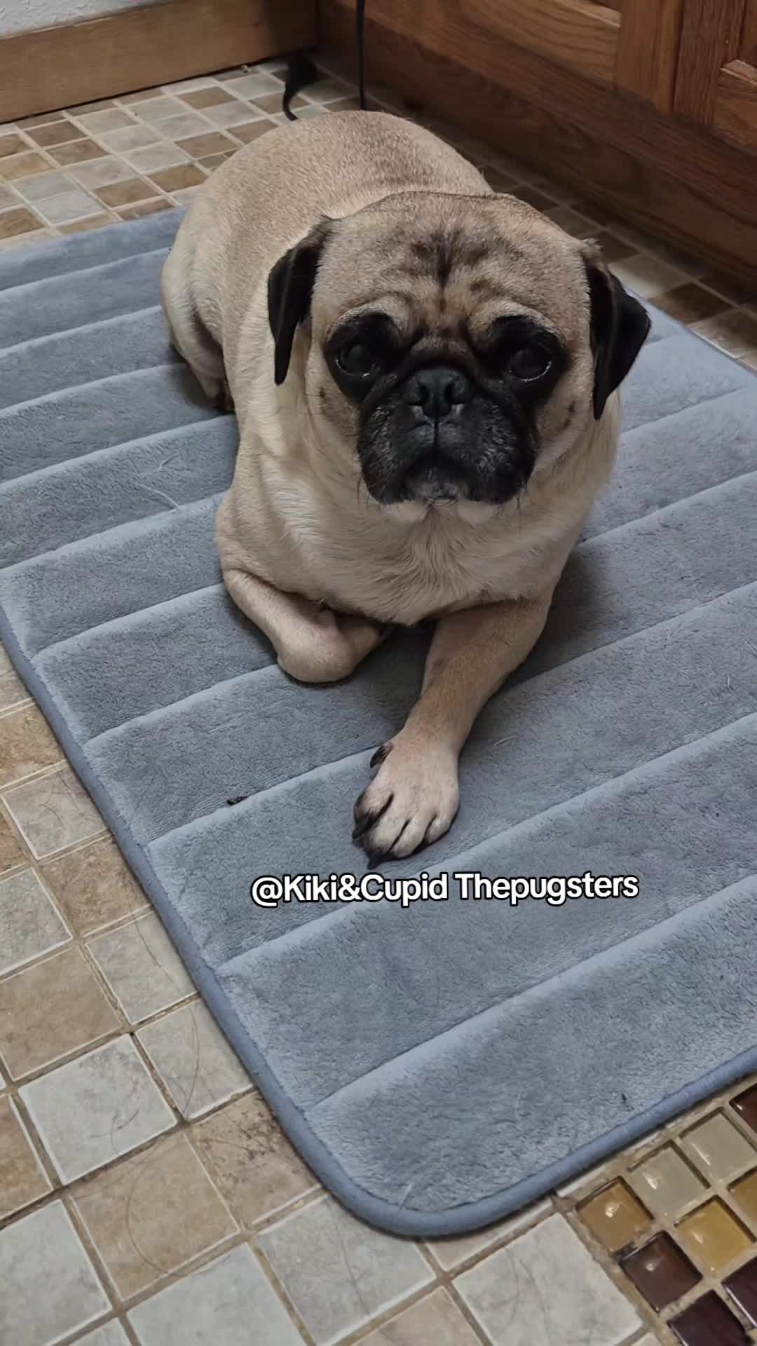 @Kiki&Cupid Thepugster