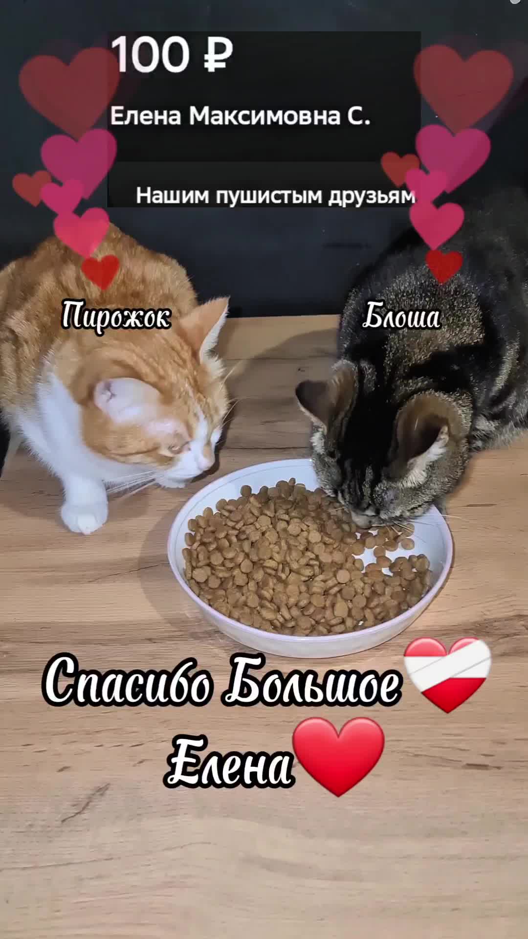 @Кошкин Дом