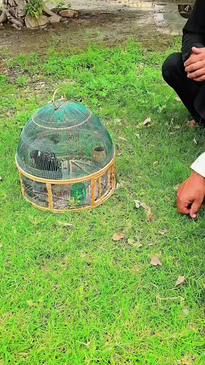 @Birds Lover