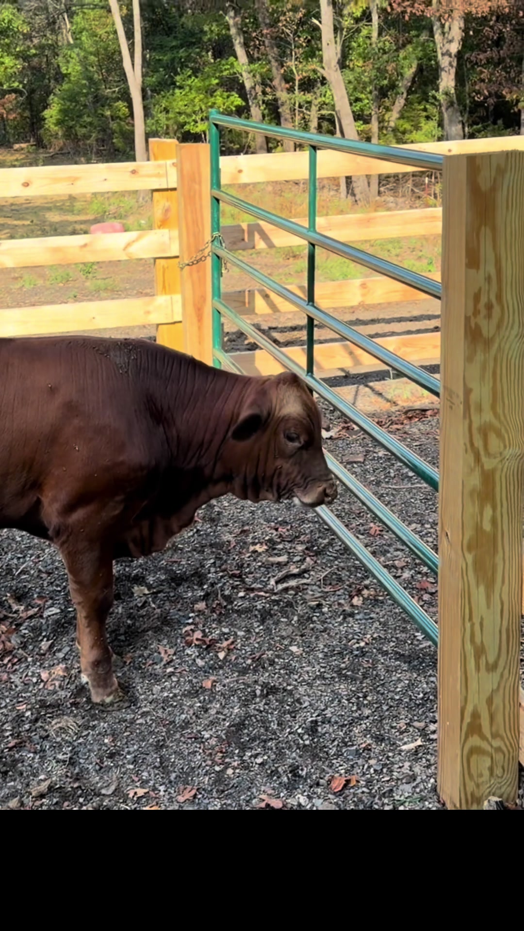 @Rufus The Bull