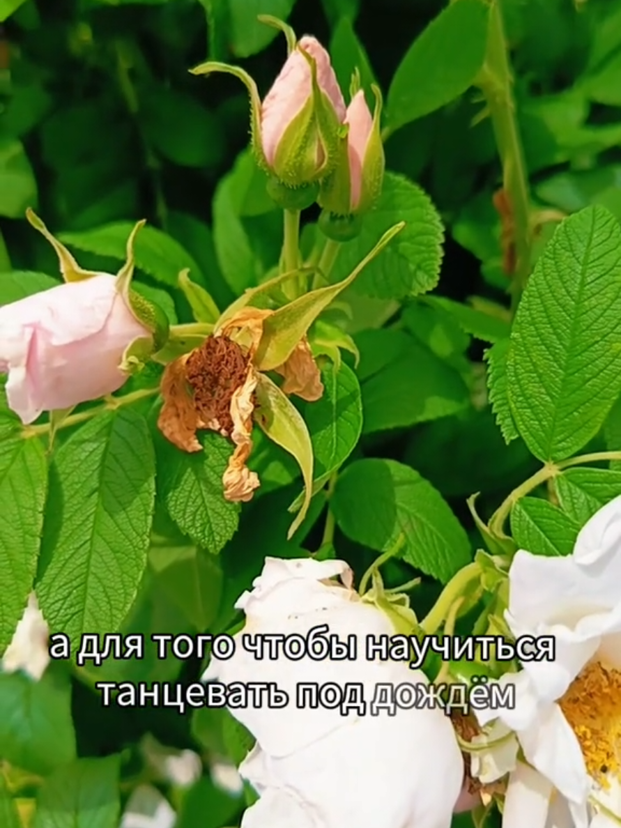 @Марина 🌹🍃