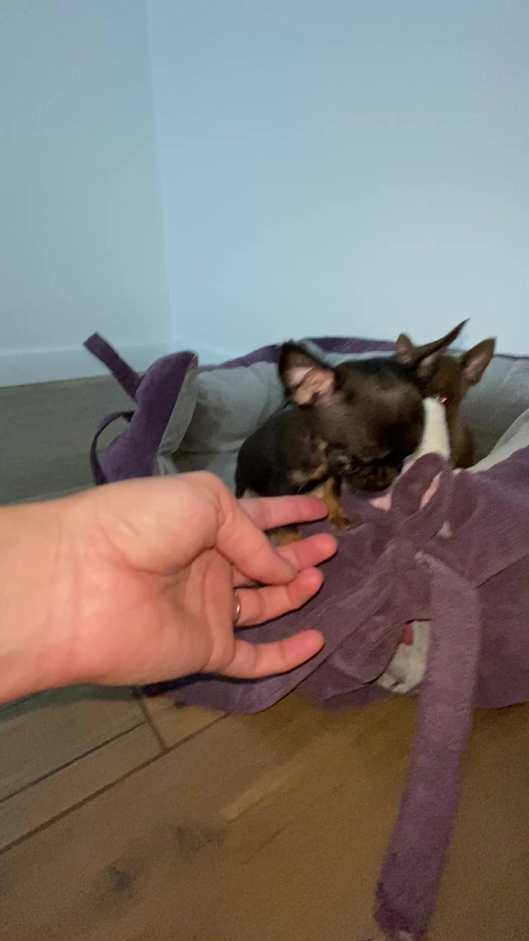 @teacupchihuahua