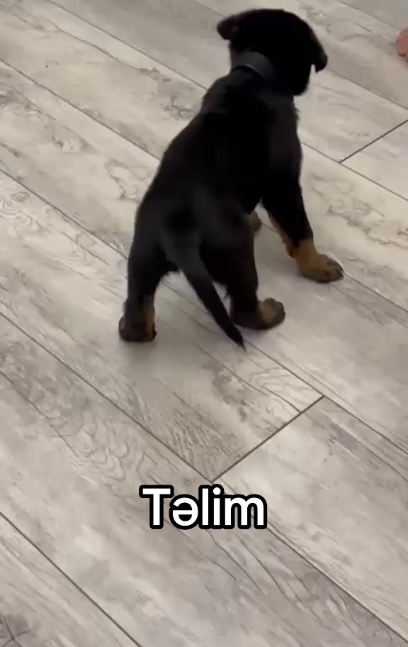 @RottweilerBaku