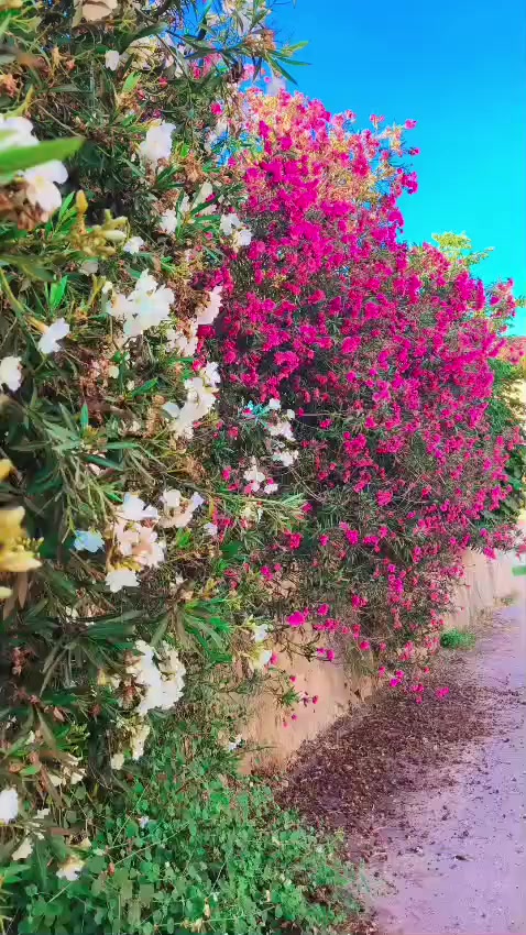 @❣︎🇦 🇾 🇸 🇮 🇲 🇦 ❣︎