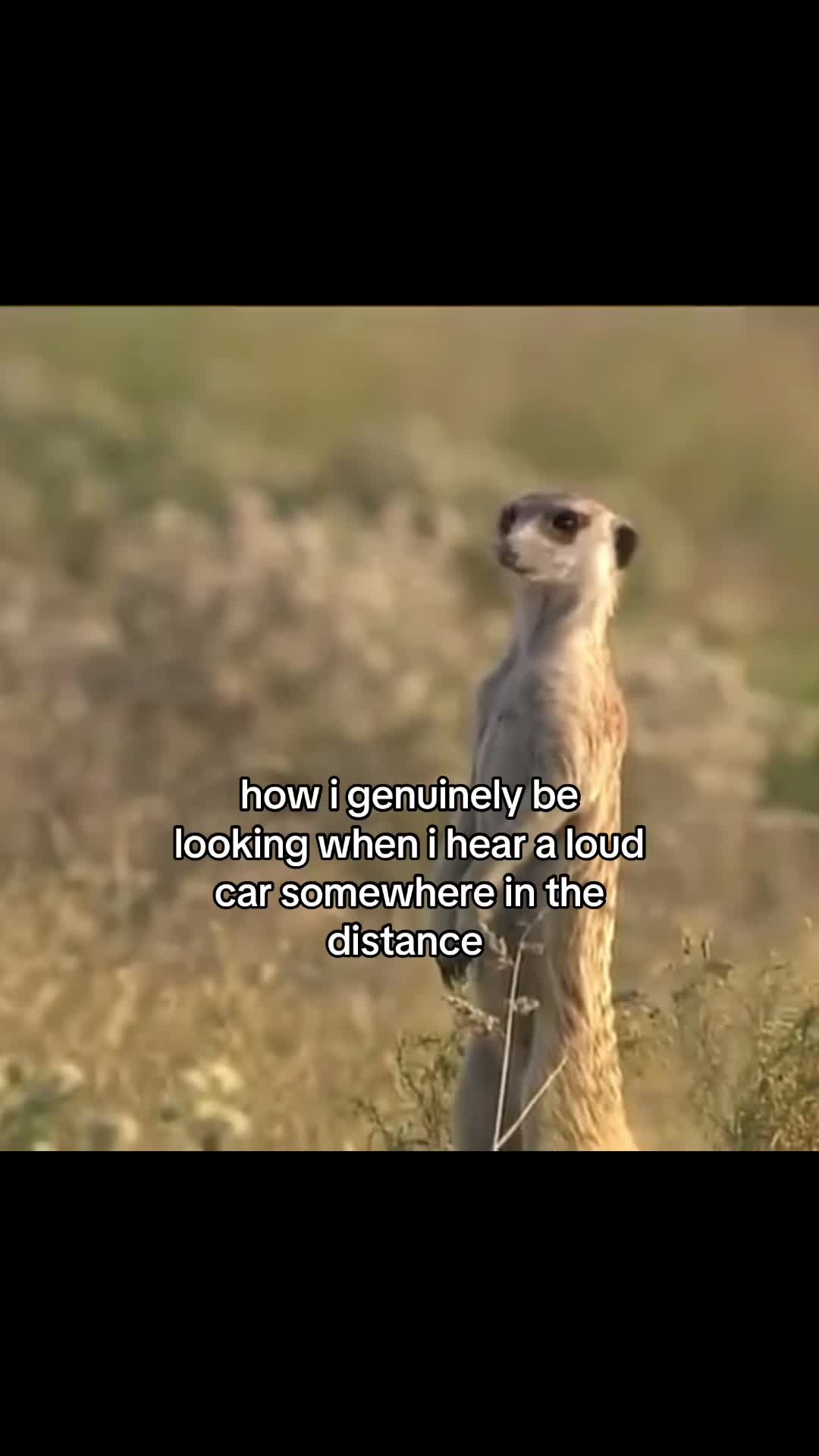 @frsey