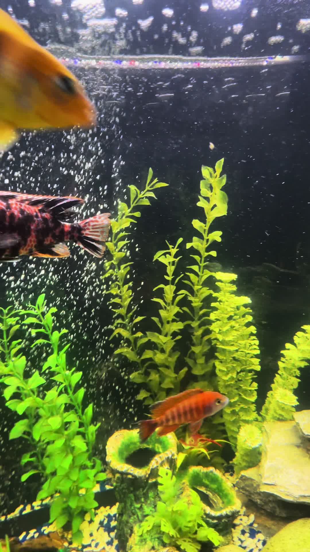 @Cichlid Chief