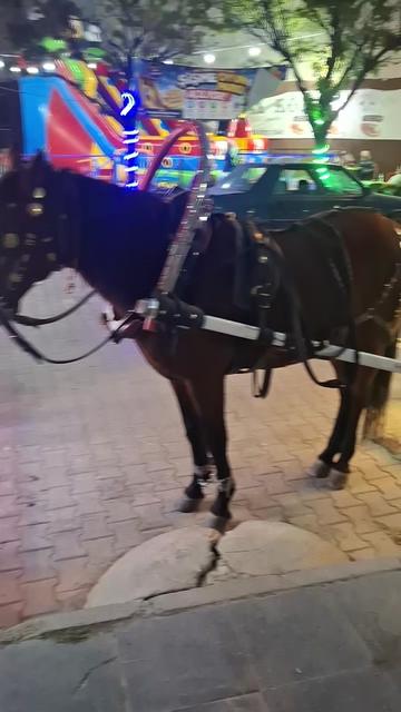 @Nilüfer isa türek
