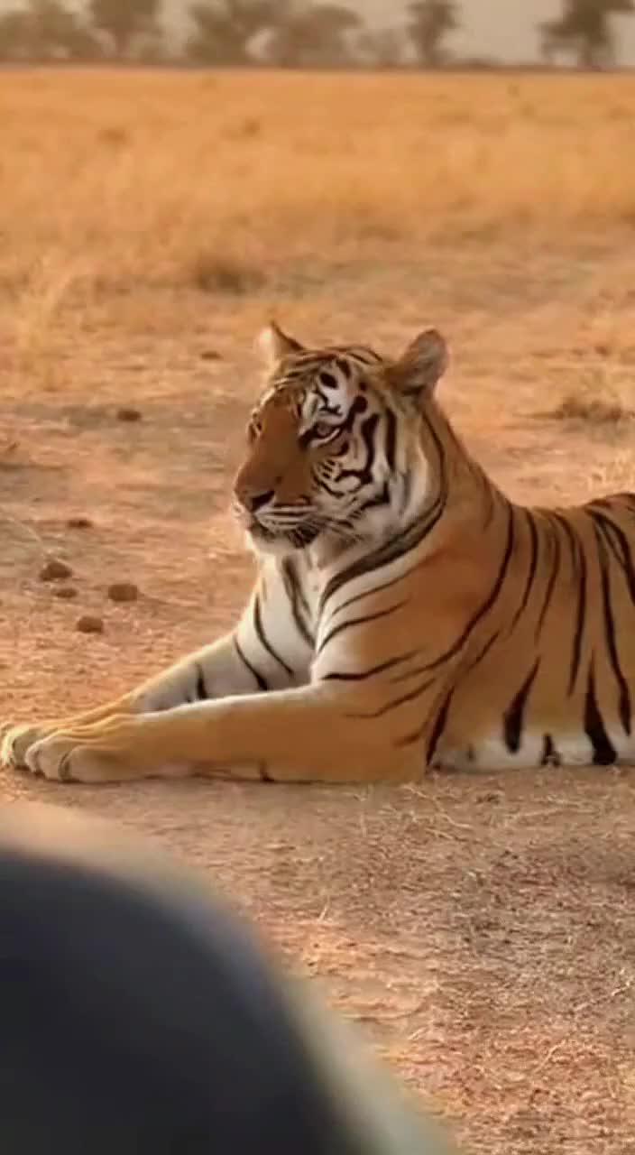 @SafariAnimalsHub