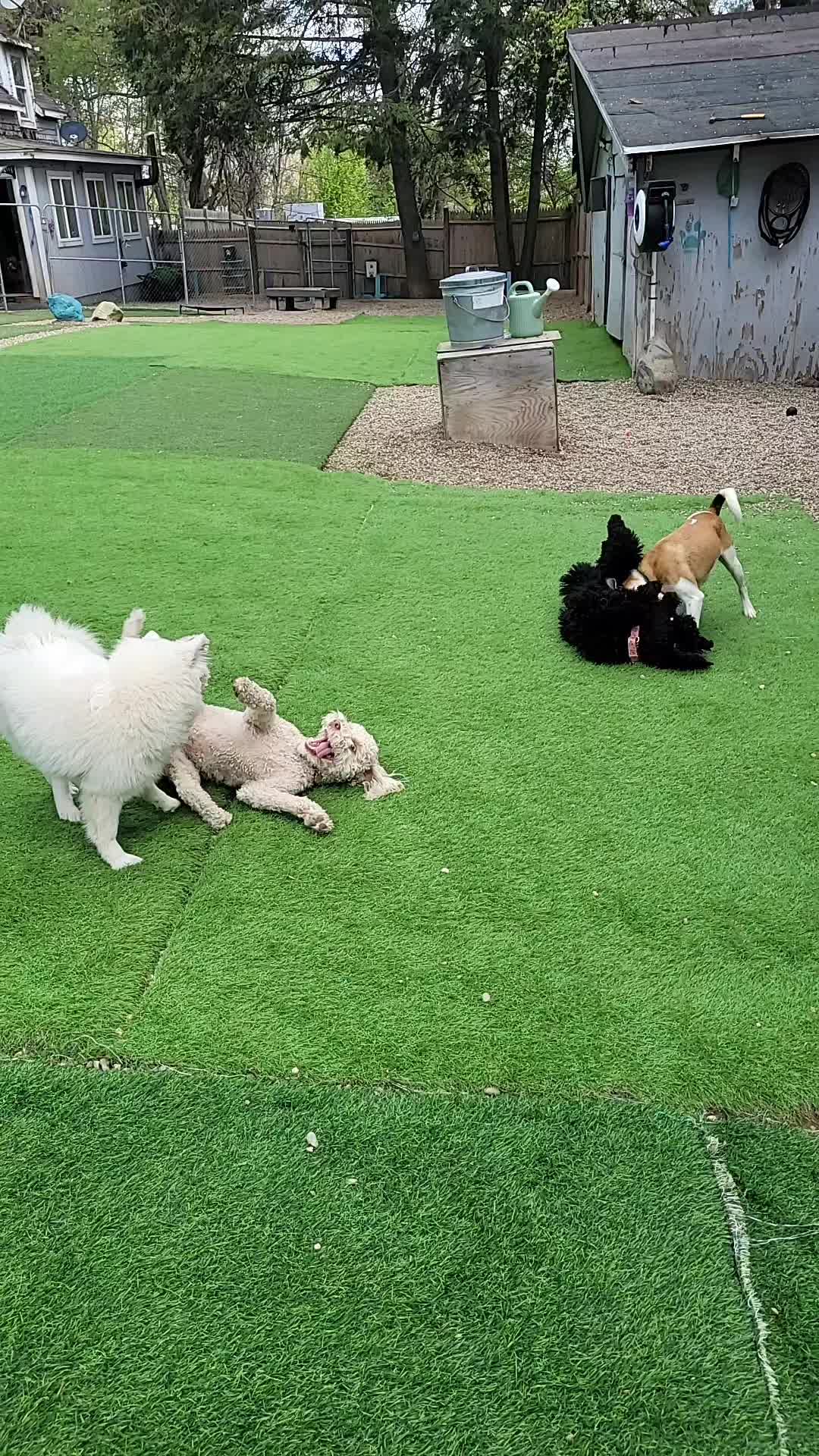 @Magicdogland.com