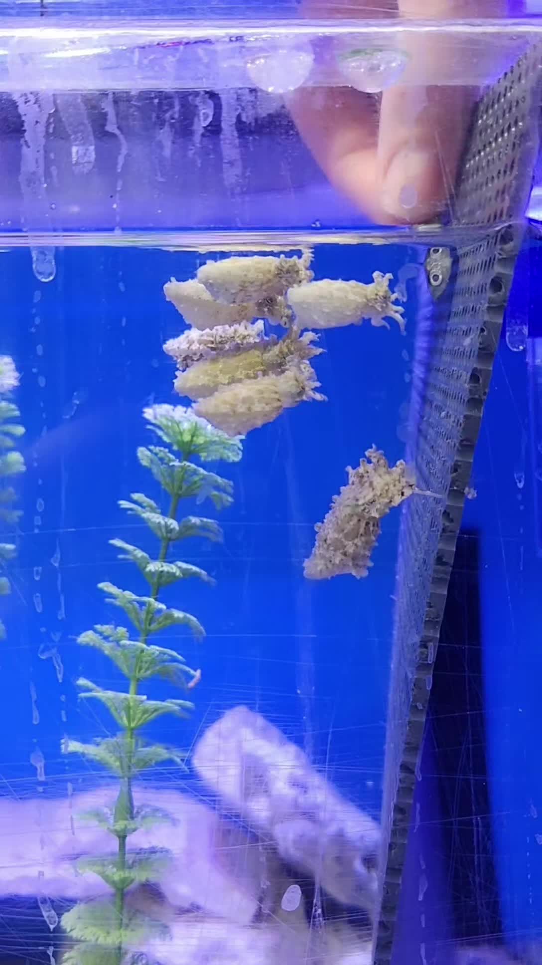 @Cuttle Aquarist