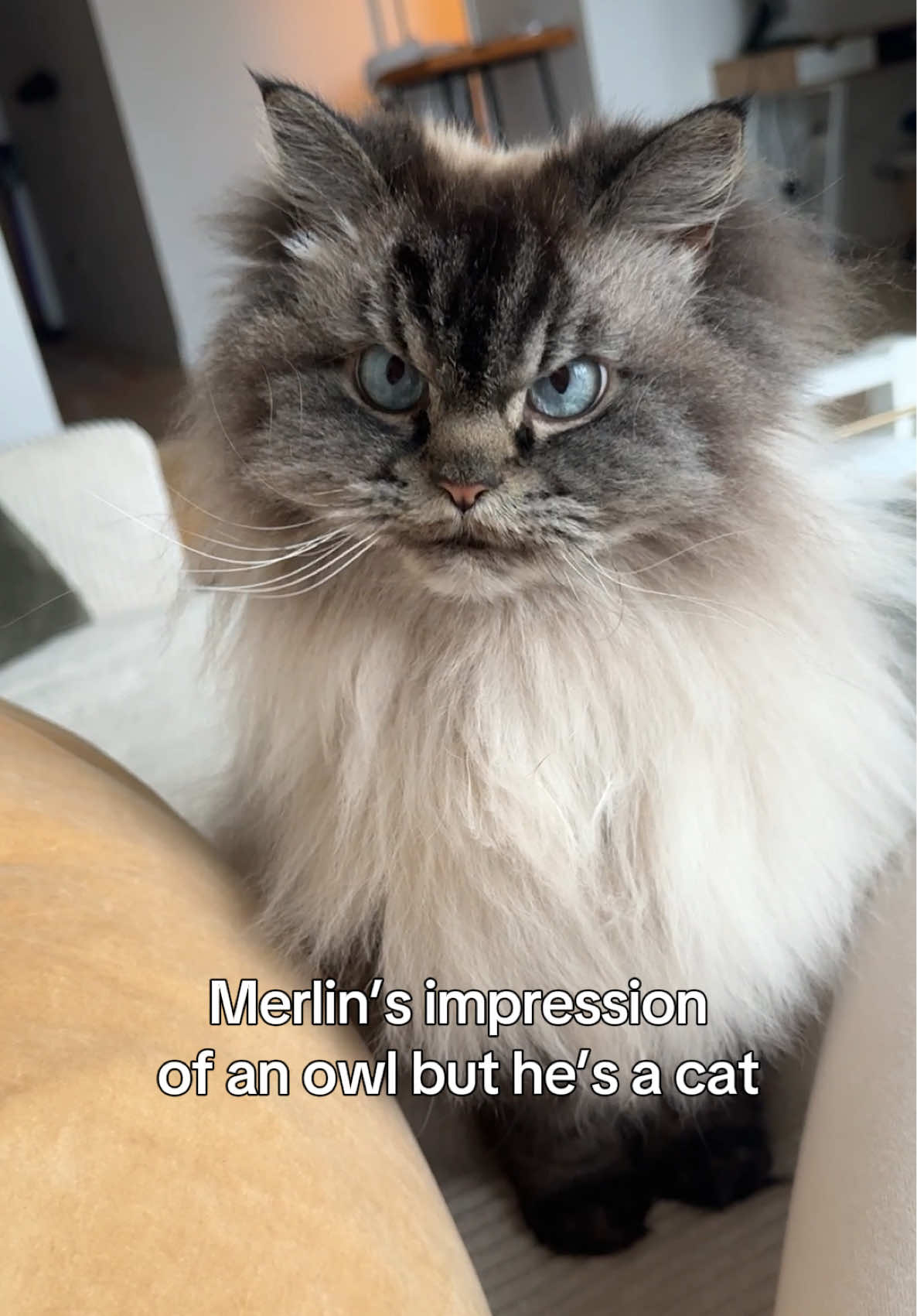 @Merlin Ragdoll