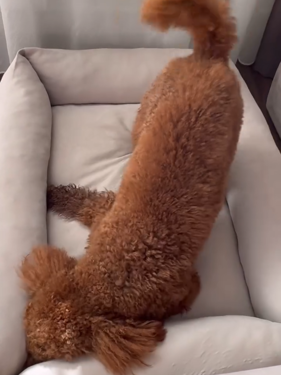 @Наталья Пудель 🐩