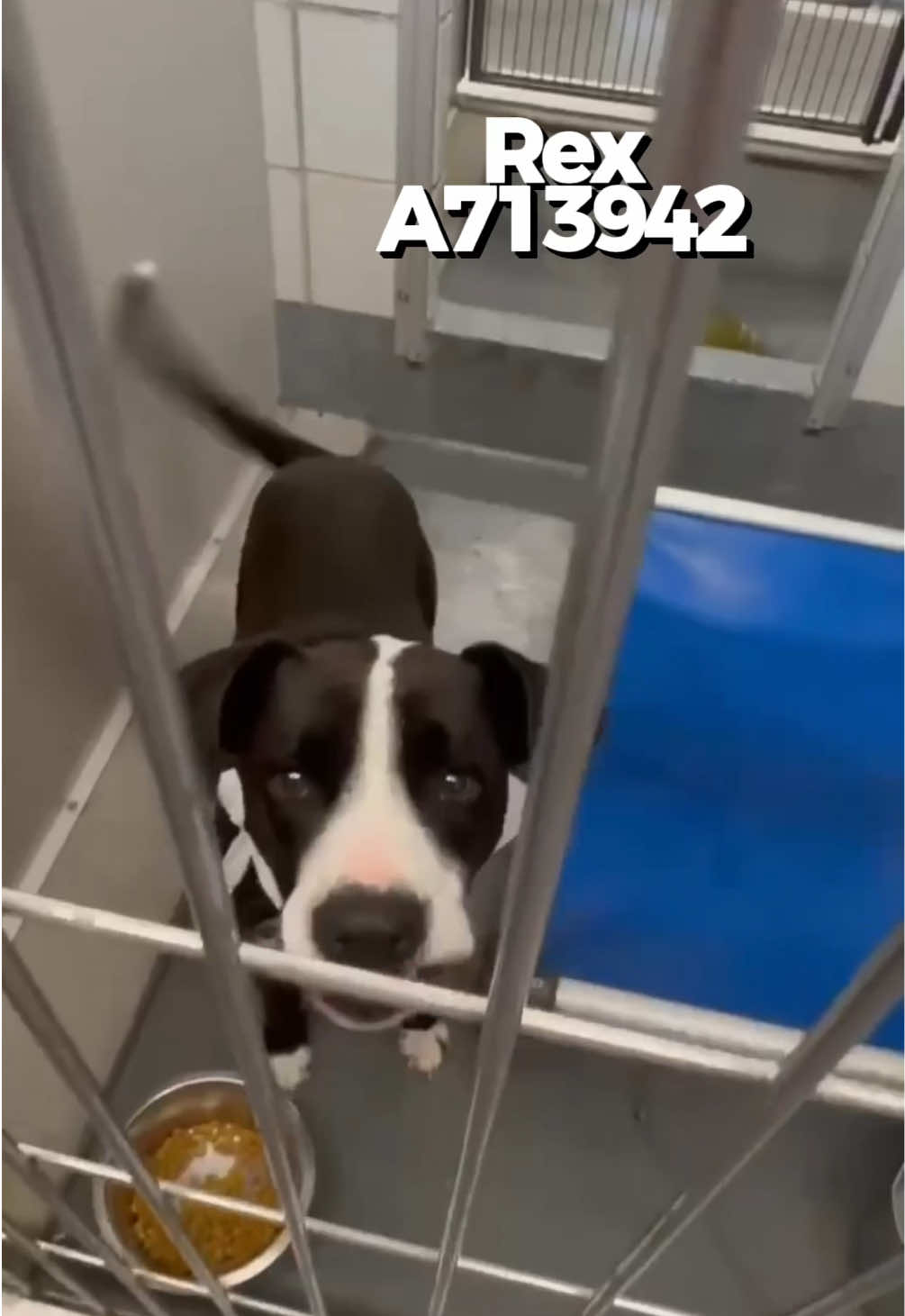 @pawssavingpaws