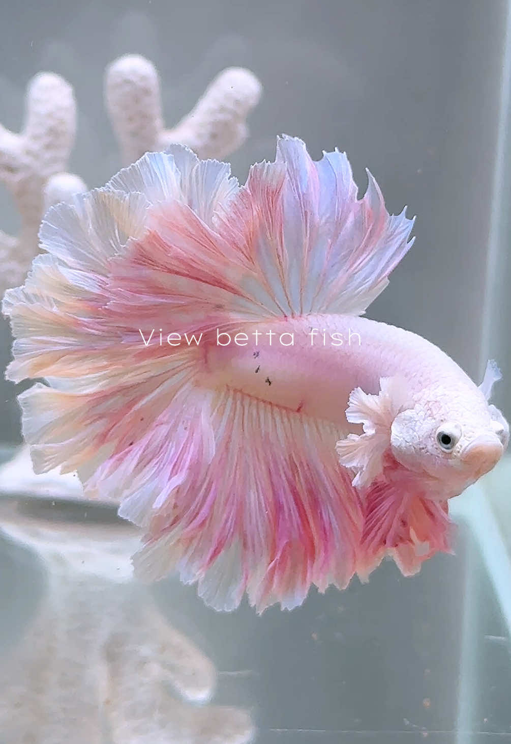 @วิวอยากเลี้ยงปลากัด🐠