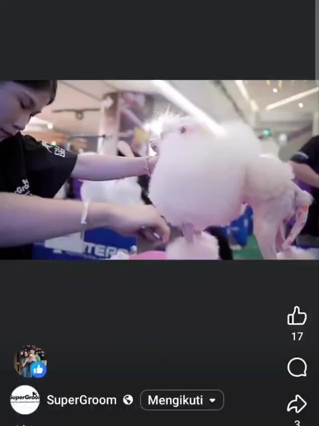 @Vdb petshop