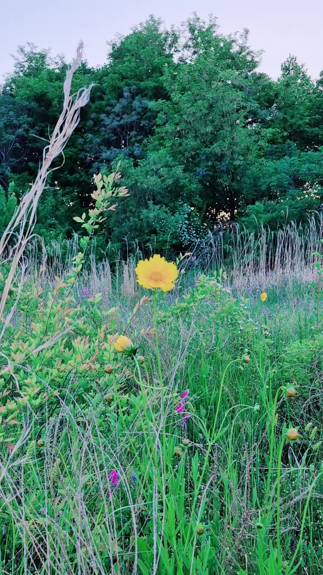 @캔디