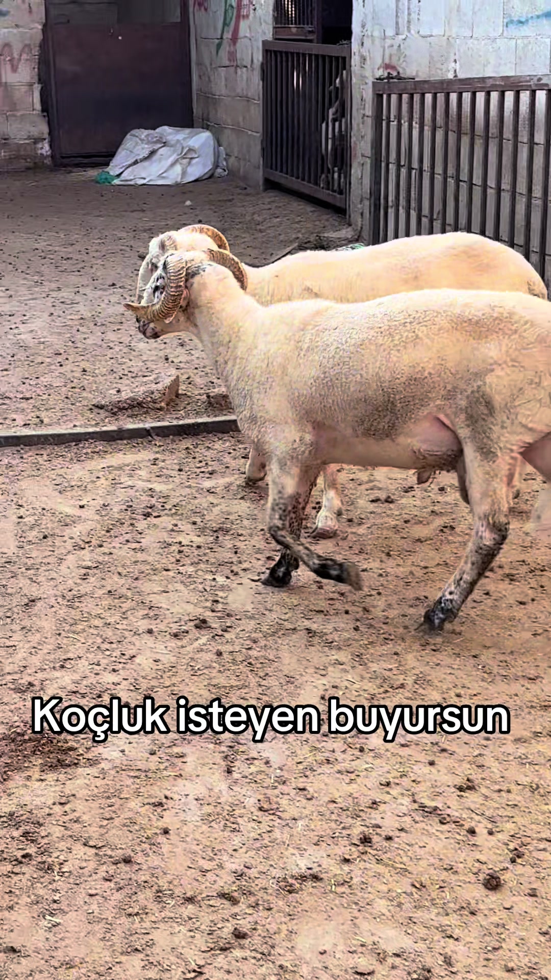 @Ahmet S&ouml;nmez