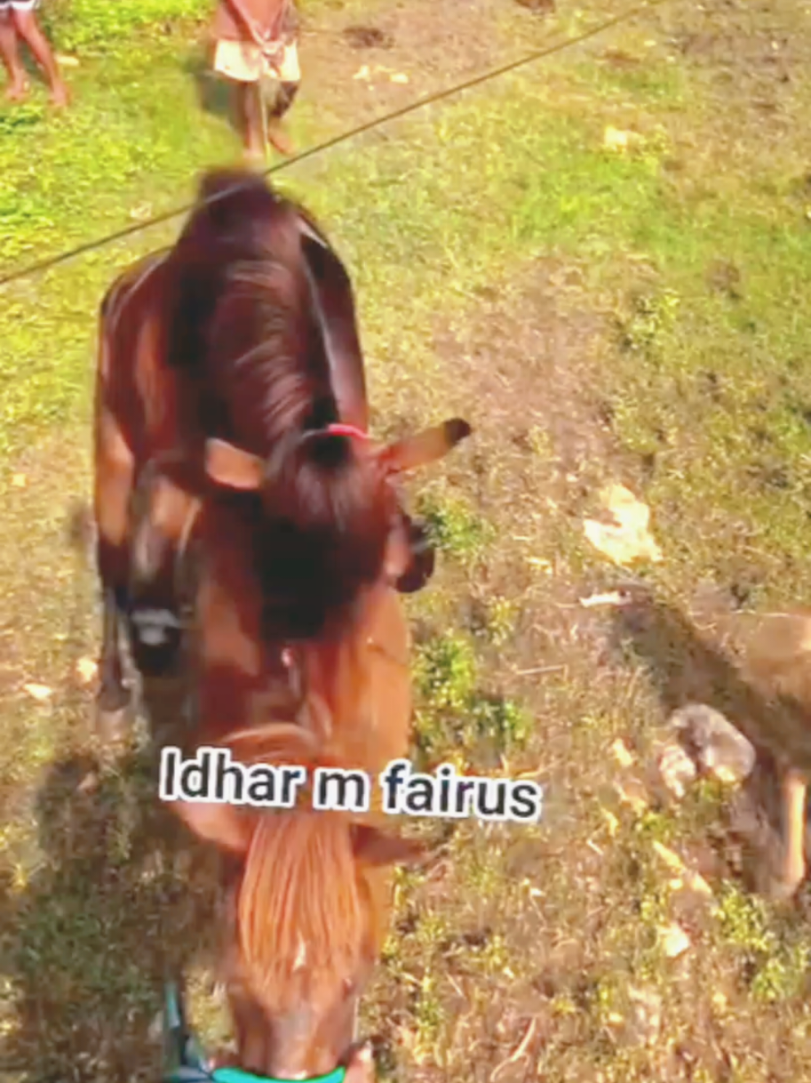 @Equine Cinematics