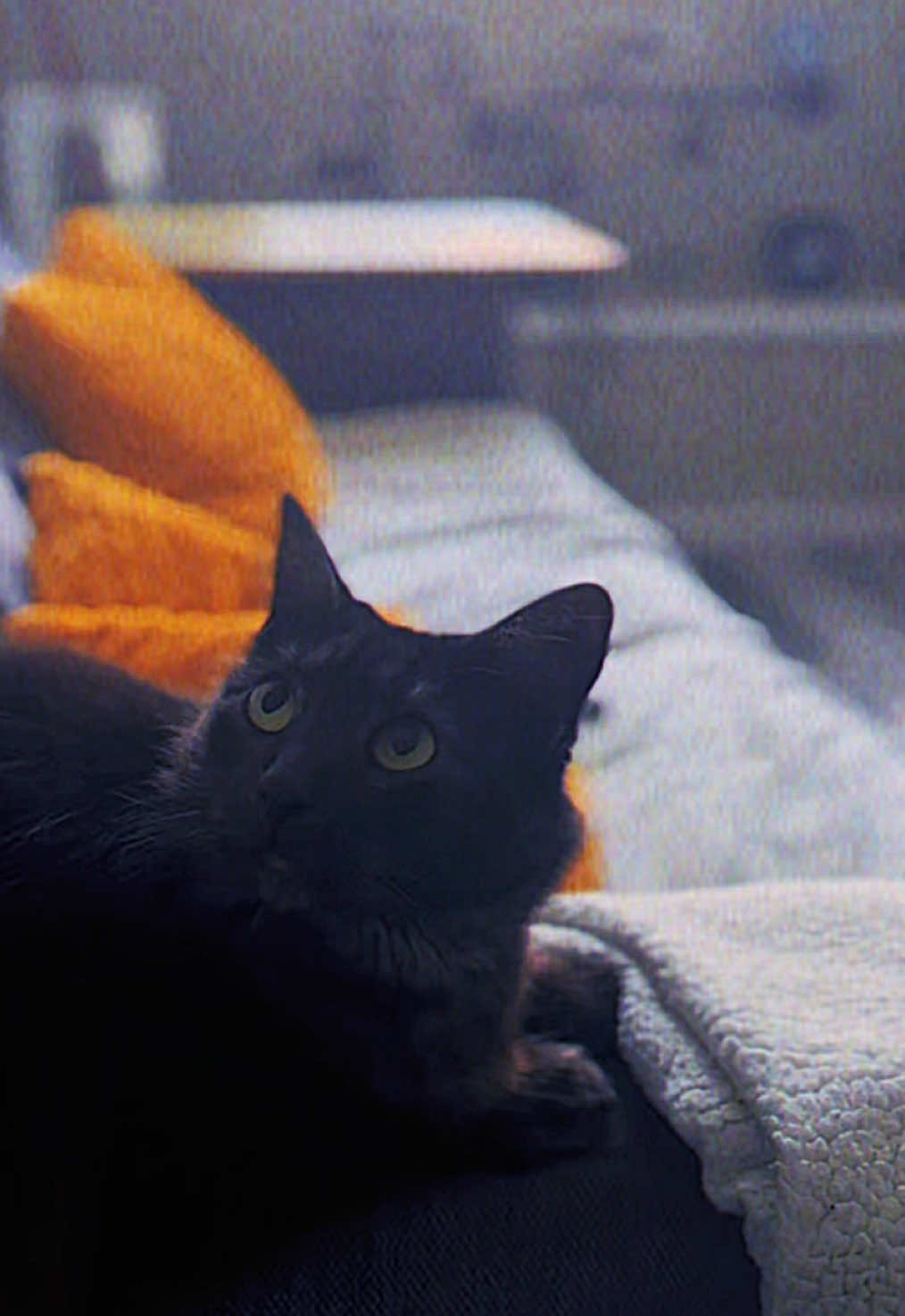 @KIRACAT