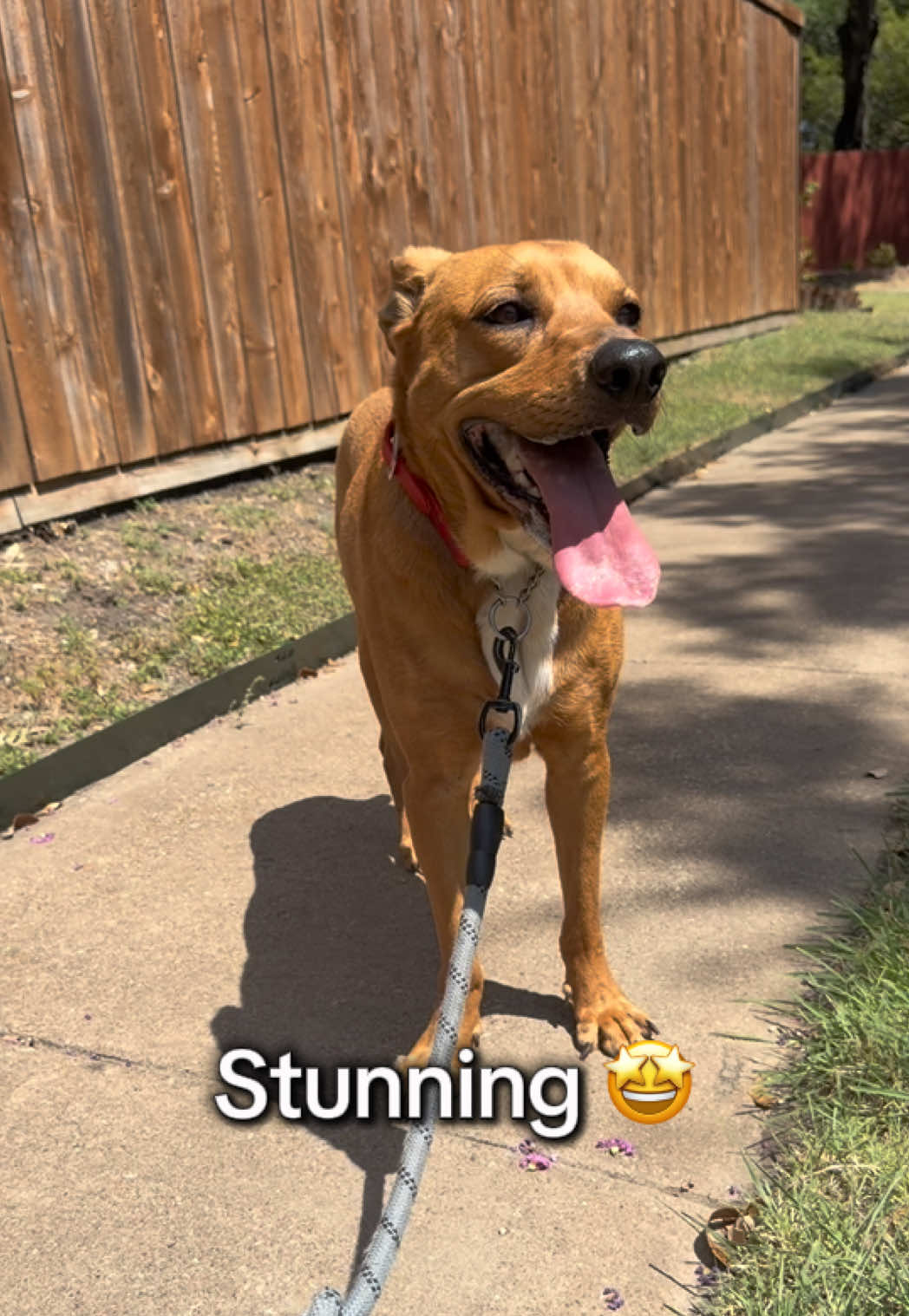 @emilyloves.shelterdogs
