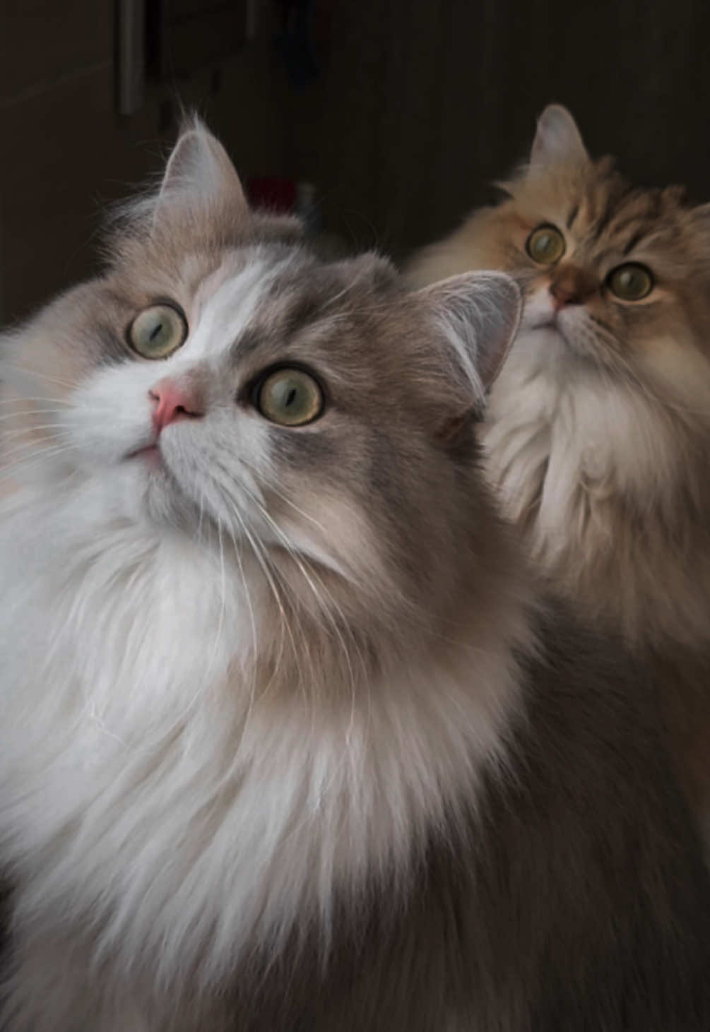 @penka_and_kittens