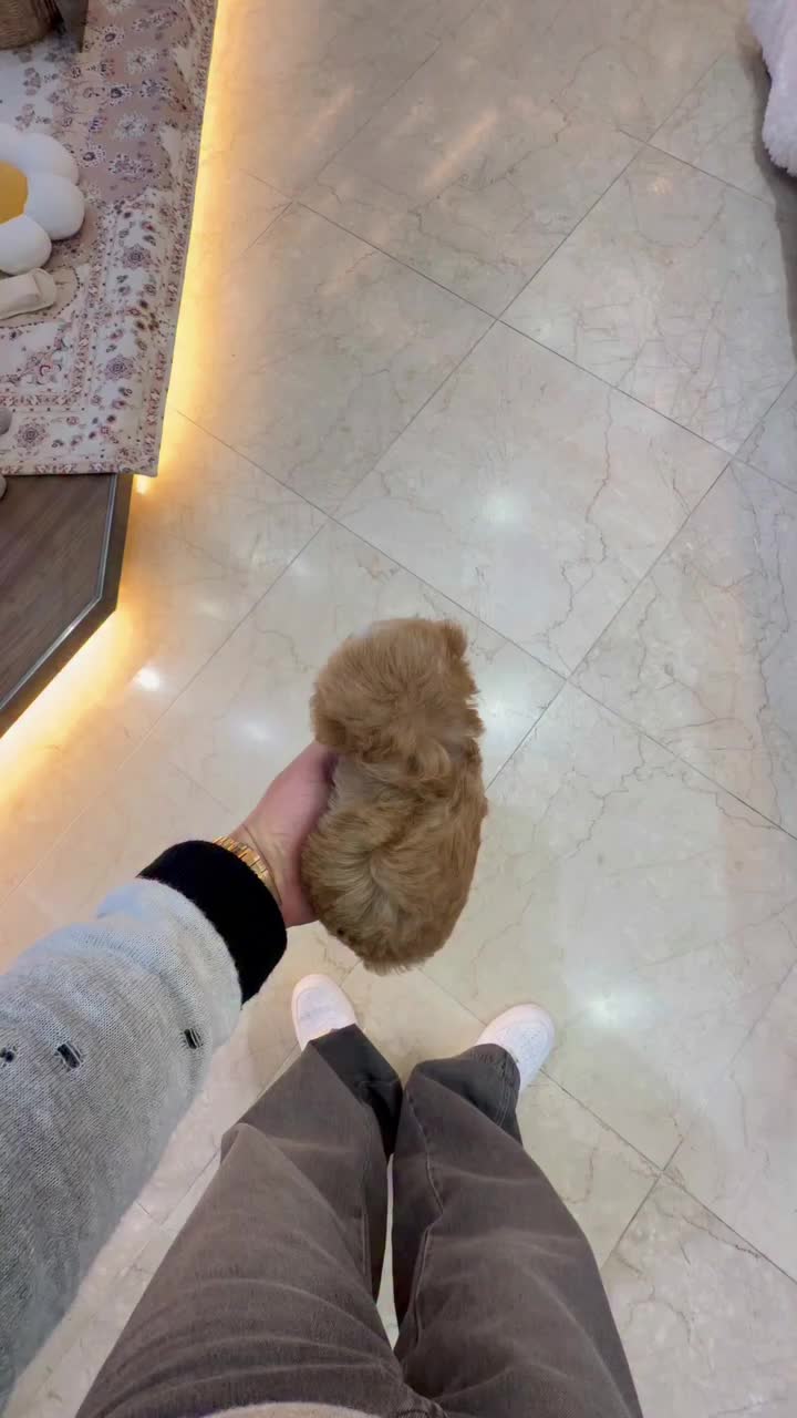 @homeraisedtinypoodles