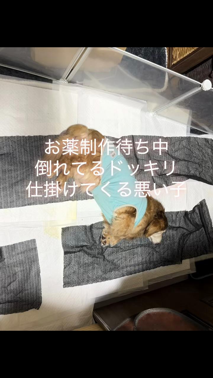 @しもひ