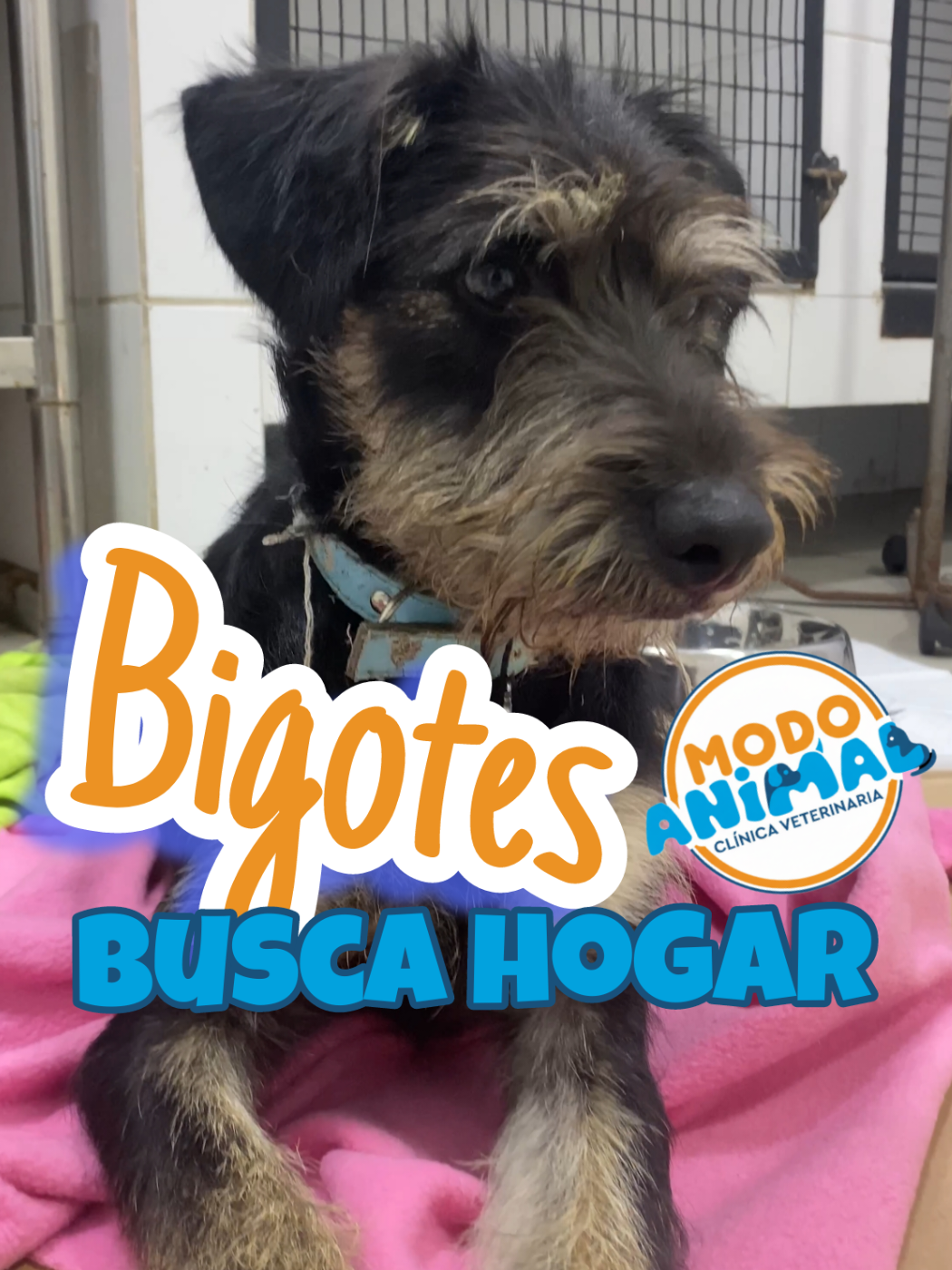 @VetModoAnimal