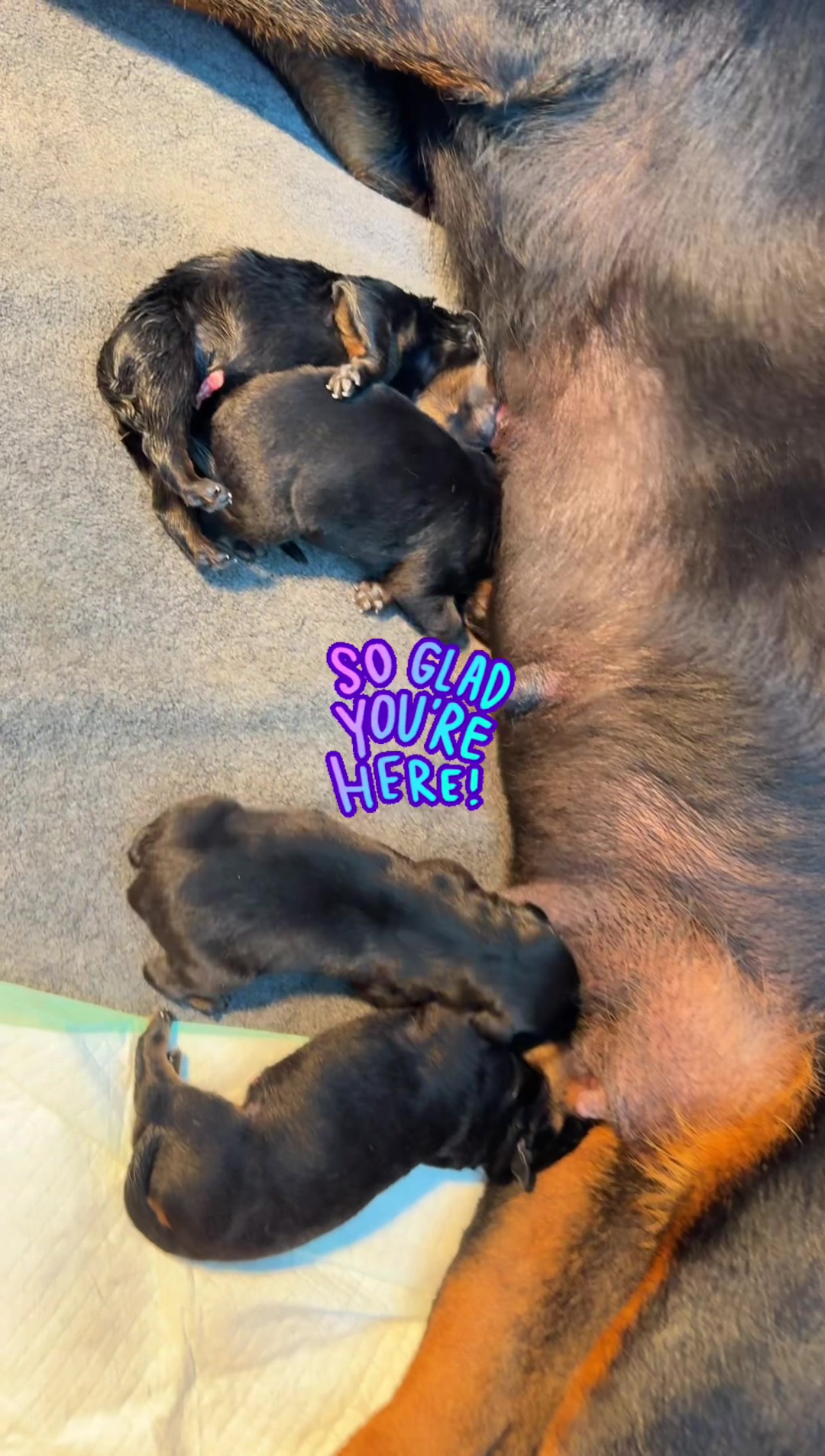 @Buckeyerotts