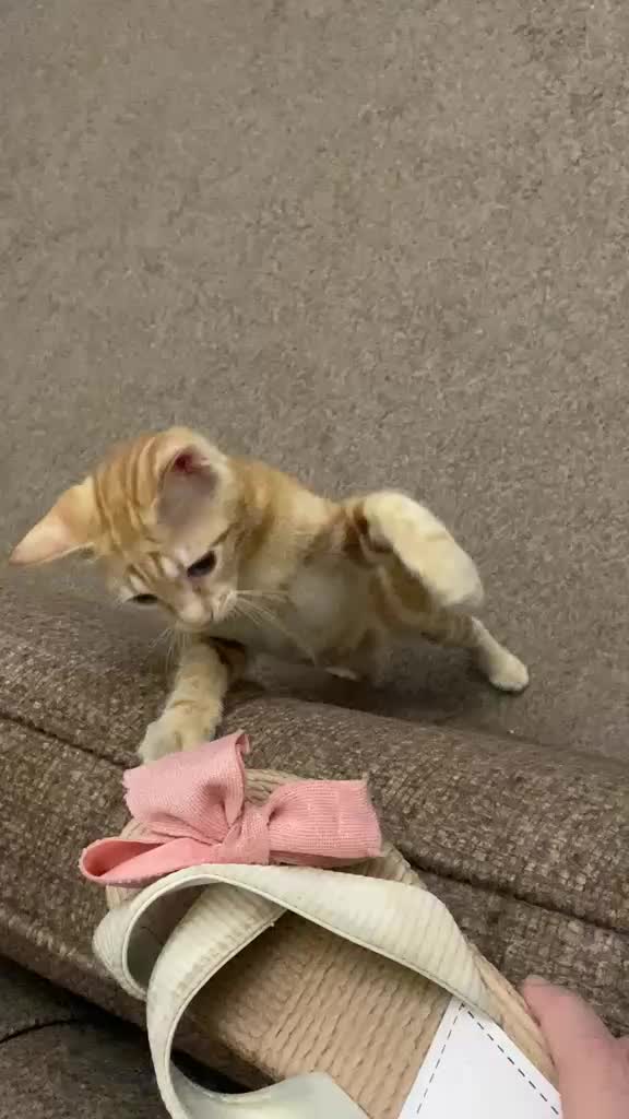 @asoolcat