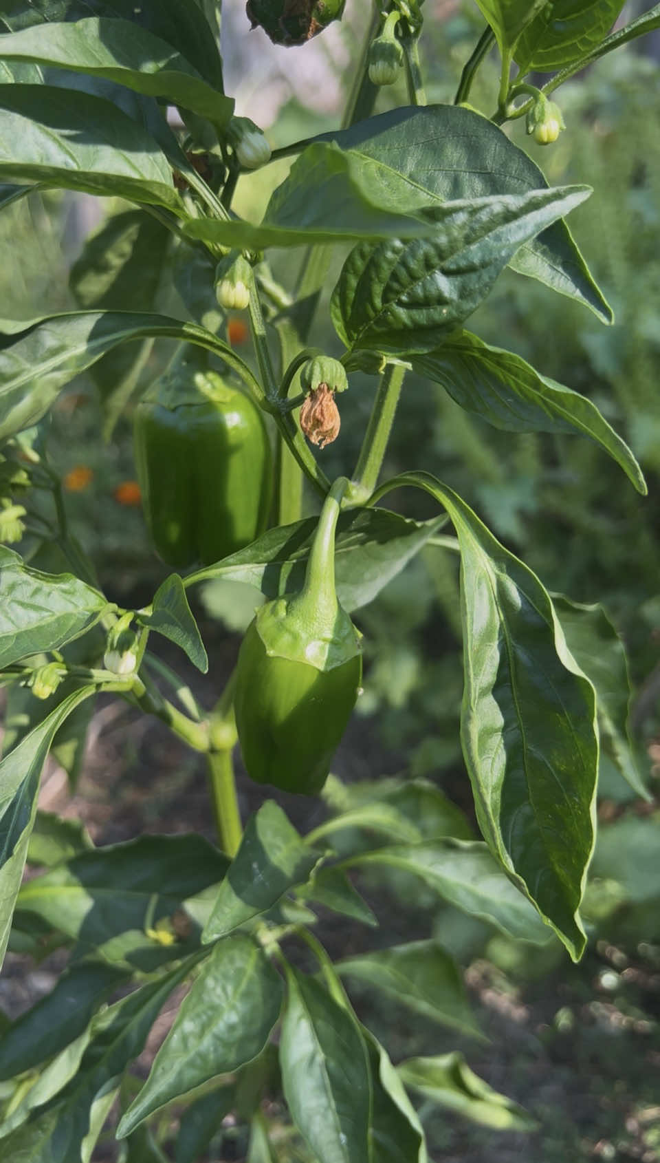 @Gardening4ME