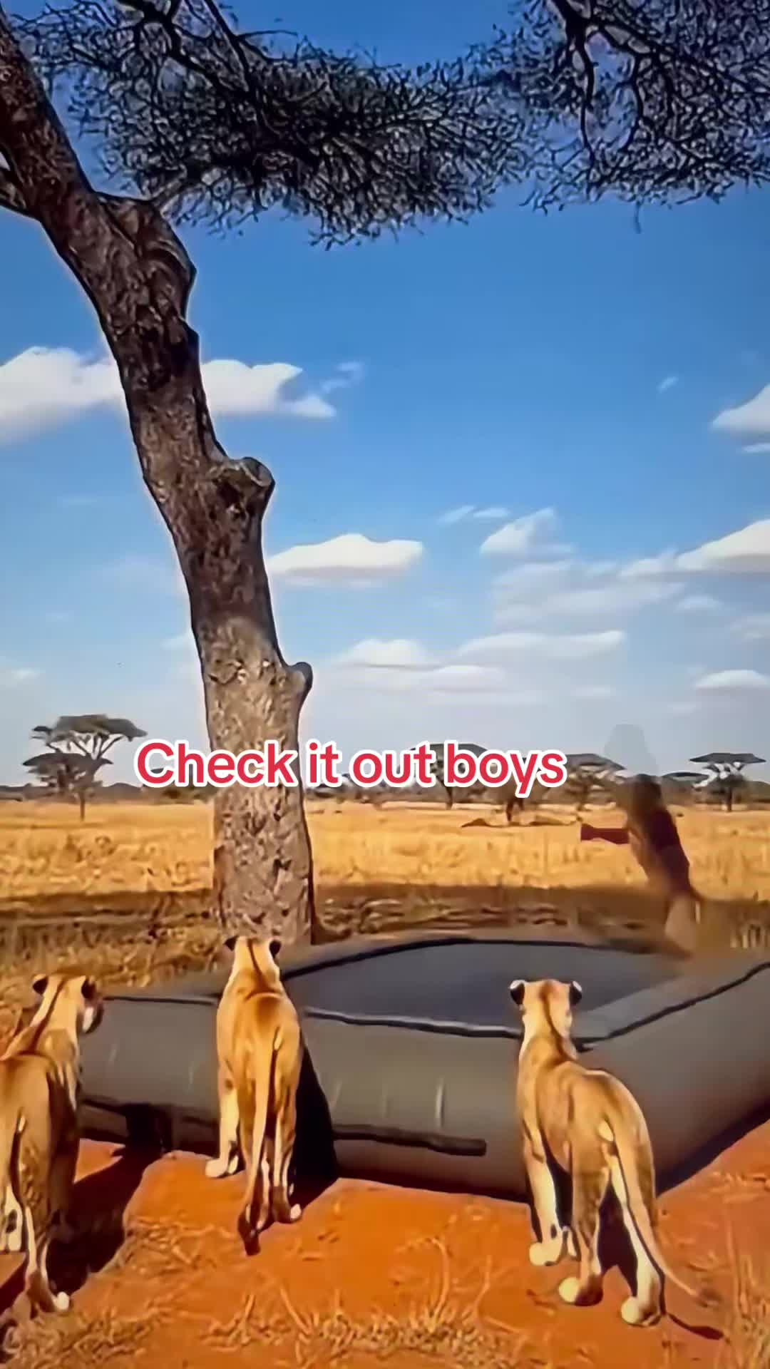 @WiseGize
