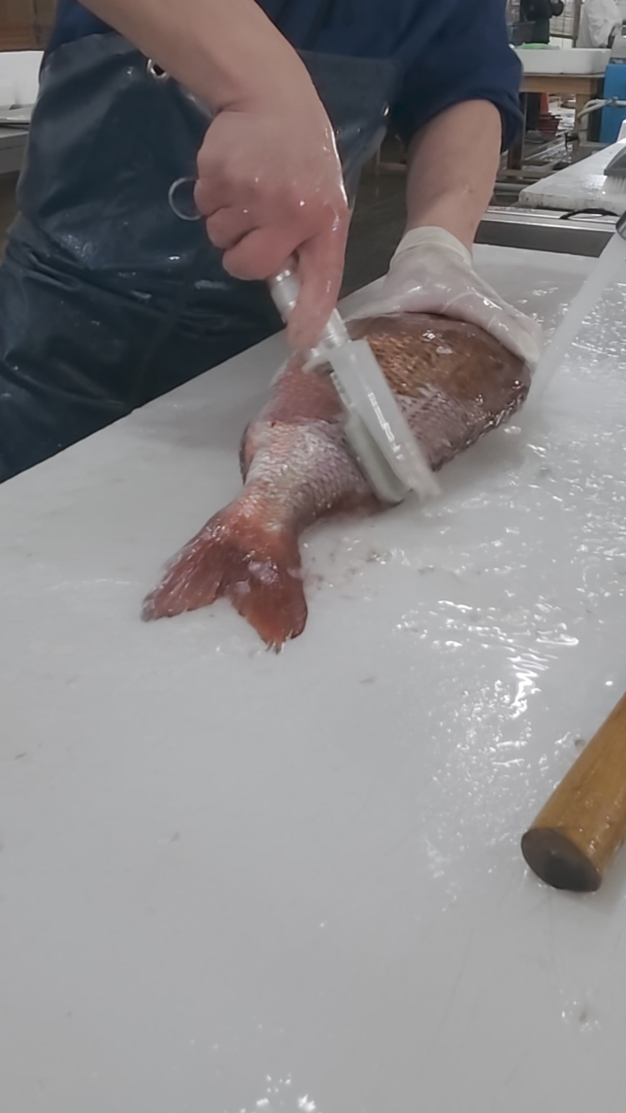 @鳴門魚市のサブ垢
