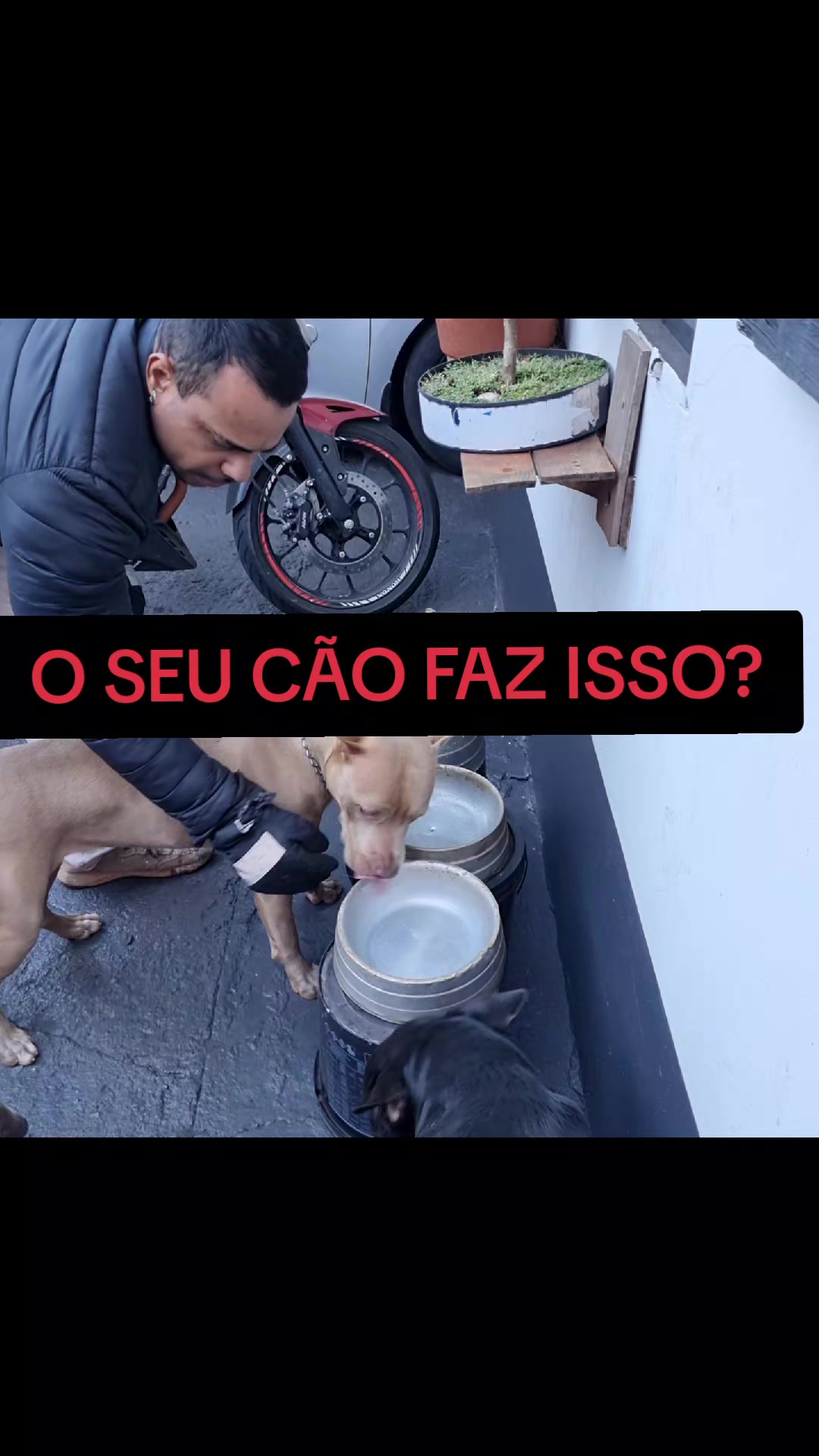 @cachorro de pobre