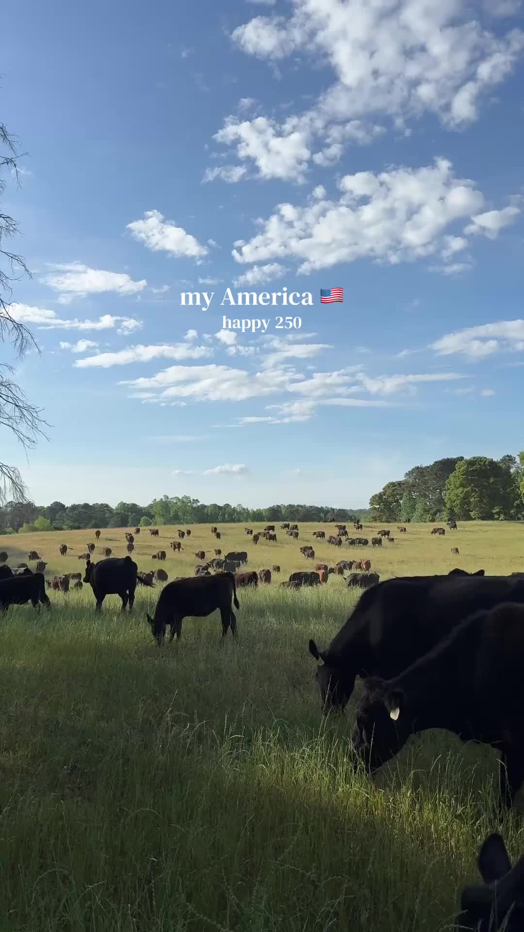 @Lily Hill Farm
