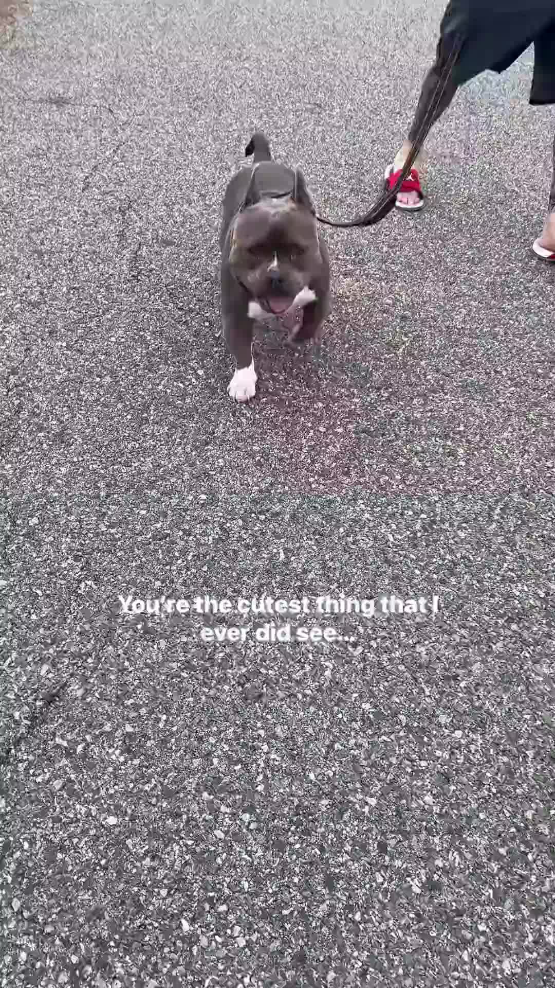 @Gunner | Pocket Bully