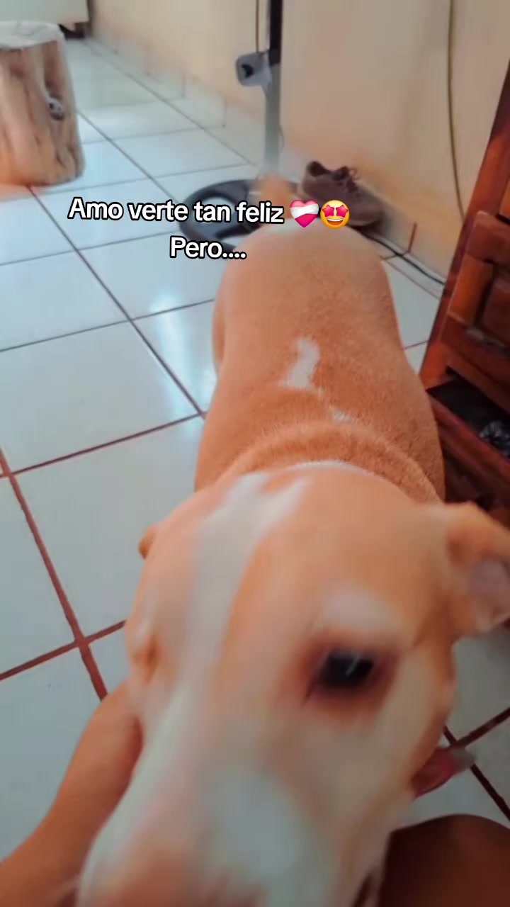 @❤️🩹✨️ I X E L I T A ✨️❤️🩹