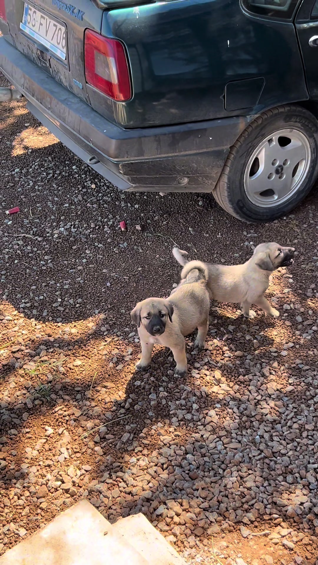 @🇹🇷Sivas Kangal Köpeği 🇹🇷